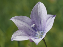 Wahlenbergia krebsii