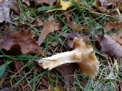 Hebeloma crustuliniforme
