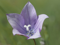Wahlenbergia krebsii