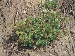 Psammotropha mucronata