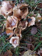 Hebeloma crustuliniforme