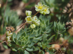 Psammotropha mucronata