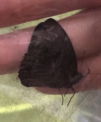 Satyrinae