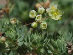Psammotropha mucronata