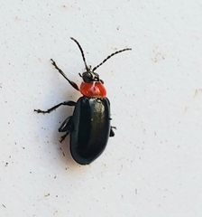 Disonycha xanthomelas