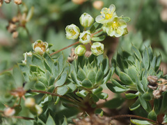 Psammotropha mucronata