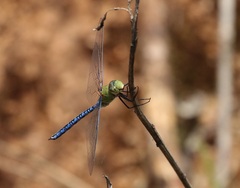 Anax tumorifer