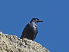 Onychognathus morio morio