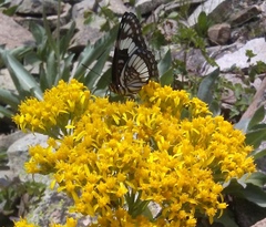 Limenitis weidemeyerii