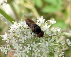 Chrysogaster solstitialis
