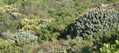 Leucospermum conocarpodendron conocarpodendron