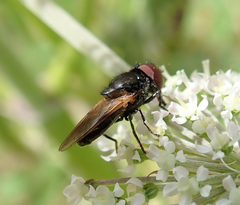 Chrysogaster solstitialis