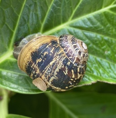 Cornu aspersum