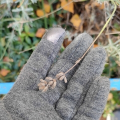 Lavandula angustifolia