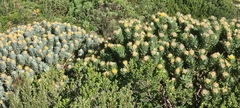 Leucospermum conocarpodendron conocarpodendron