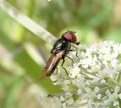 Chrysogaster solstitialis