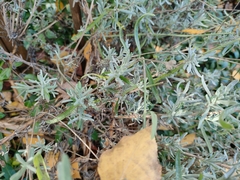 Lavandula angustifolia