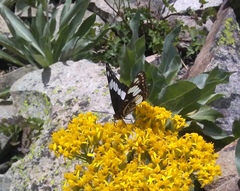 Limenitis weidemeyerii