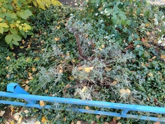 Lavandula angustifolia