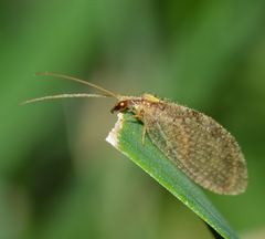 Hemerobius humulinus