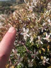 Pelargonium crithmifolium