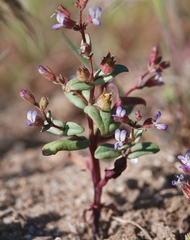 Collinsia callosa