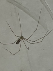 Pholcidae