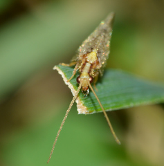Hemerobius humulinus