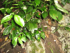 Ruscus colchicus