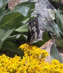 Limenitis weidemeyerii