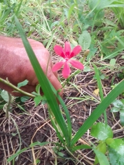 Freesia laxa