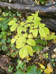 Fraxinus americana