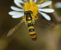 Sphaerophoria contigua