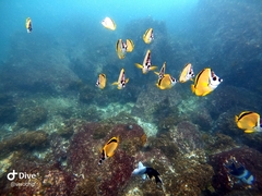 Johnrandallia nigrirostris