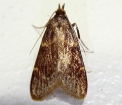 Arta epicoenalis