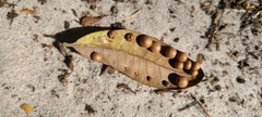 Belonocnema treatae