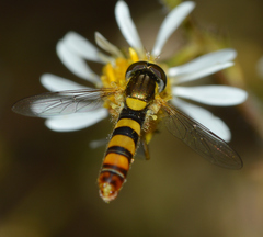 Sphaerophoria contigua