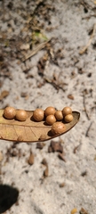 Belonocnema treatae