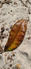 Belonocnema treatae