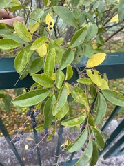 Ligustrum ovalifolium