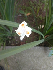 Dietes iridioides