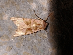 Phlogophora periculosa