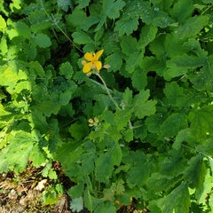 Chelidonium majus