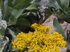 Limenitis weidemeyerii