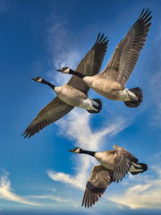 Canada Goose photo 6