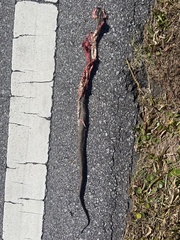 Nerodia sipedon williamengelsi