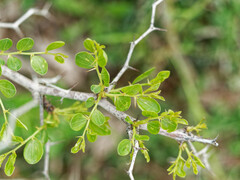 Ziziphus lotus