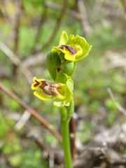 Ophrys sicula