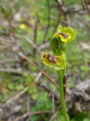 Ophrys sicula
