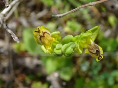 Ophrys sicula